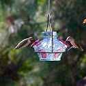 Black Chinned Hummingbird male, female