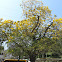 Roble amarillo
