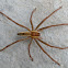Species of Costa Rican Wandering Spider