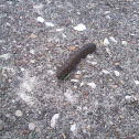 Caterpillar