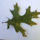 Pin Oak