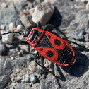 Pyrrhocoridae