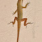Anole