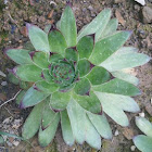 Common Houseleek