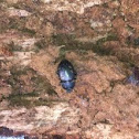 Dark beetle