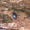 Dark beetle