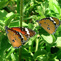 Plain Tiger