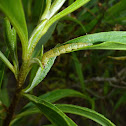 Beetle Larva
