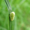 unknown pupa