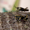 Southern Lubber Grasshopper (Nymph)