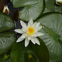 Fragrant water lily