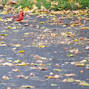Cardinal