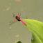 Crimson Dropwing