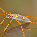 Ivory-Spotted Longhorn