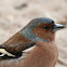 Chaffinch