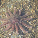 Sunflower Star