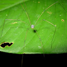 Harvestmen