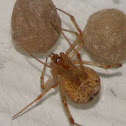 Common House Spider