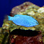 Sky-blue Damsel