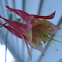 Wild Columbine