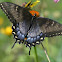 Tiger swallowtail