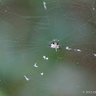 Spiny Orb Weaver