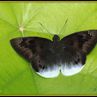 Andaman Suffused Snow Flat