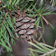 Douglas fir
