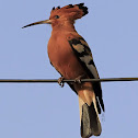 Hoopoe