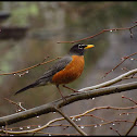 American Robin