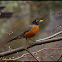 American Robin