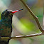 Glittering-bellied Emerald