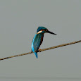 THE PHILIPPINE ENDEMIC SPECIES
