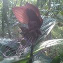 Bat Lily