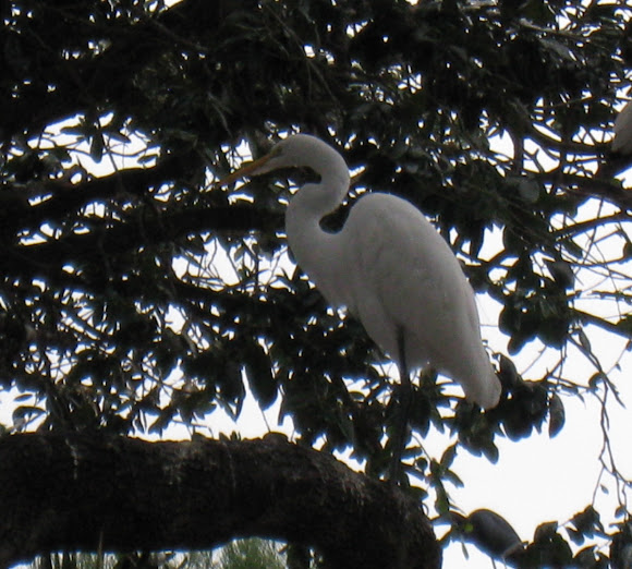 Spotting Image 1