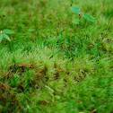 moss