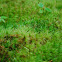 moss