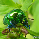 Metallic Baradine weevil