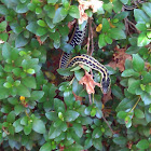 Eastern Garter Snake