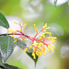 Rubiaceae