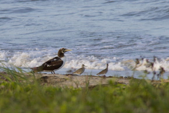 Spotting Image 1