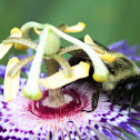 Bumble Bee on Passion Flower