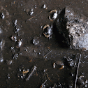 Cave Crabs