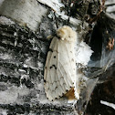 Gypsy Moth (Female)