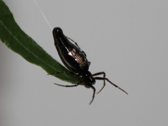 Spotting Image 1