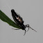 Long-Bellied Cyclosa Spider 