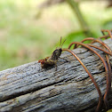 SaltaMontes