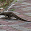 Malayan Water Monitor