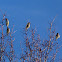 Cedar Waxwings