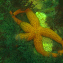 Estrella de mar naranja